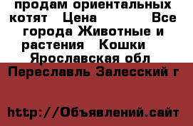 продам ориентальных котят › Цена ­ 5 000 - Все города Животные и растения » Кошки   . Ярославская обл.,Переславль-Залесский г.